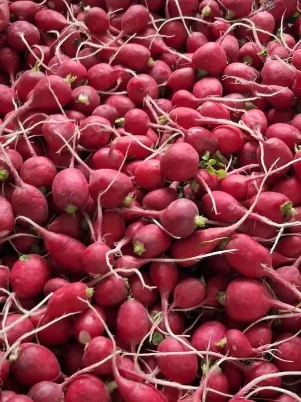 Сахалинские растениеводы начали сбор ранней овощной продукции! Сахалинские растениеводы начали сбор ранней овощной продукции!