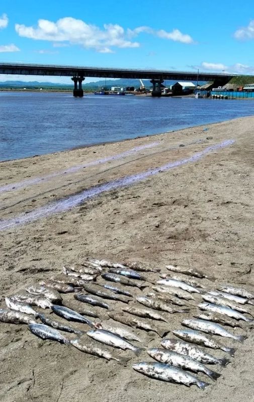 Браконьеры выловили симу на полмиллиона рублей