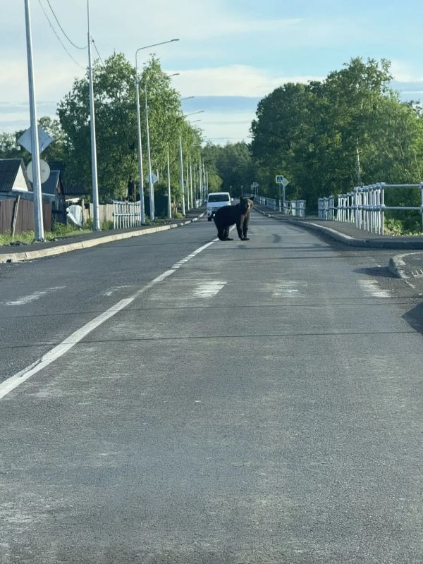 Медведь вышел сегодня погулять по улицам села Восток Медведь вышел сегодня погулять по улицам села Восток