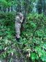Дроны и фотоловушки следят за чистотой в лесах Сахалина