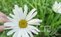 Тёплый летний день на юге Сахалина: синоптики обещают до +22 градусов