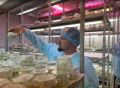 Сахалинские фермеры освоили технологию выращивания ягод «из пробирки»