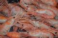 Права на промысел морепродуктов продадут с аукциона