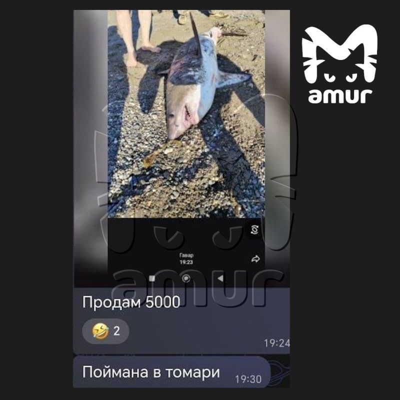 Акулу, пойманную на юге Сахалина, продают всего за 5к. Потому что она сельдевая, а не белая