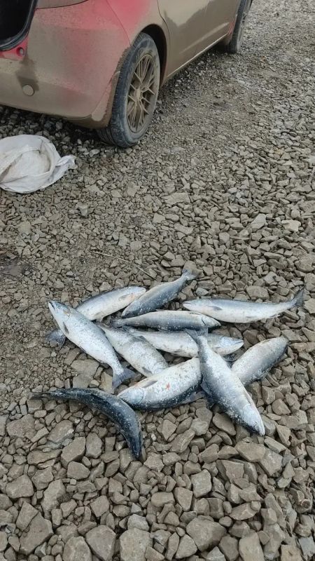 В Углегорске возбуждено уголовное дело по факту незаконной добычи водных биологических ресурсов
