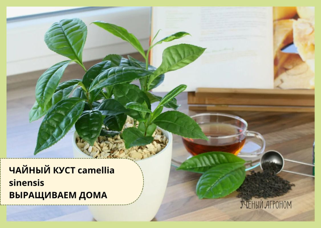 Как вырастить чайное растение в домашних условиях: секреты ухода за Camellia sinensis