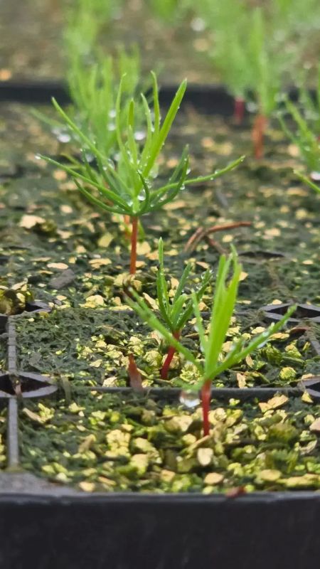Новое оборудование в Ногликах помогает быстро и качественно выращивать посадочный материал для лесовосстановления Новое оборудование в Ногликах помогает быстро и качественно выращивать посадочный материал для лесовосстановления