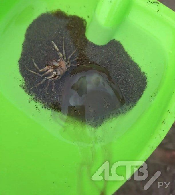 Медузы показались в море у берегов Сахалина — предупреждение
