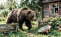 Медведь на участке: как спастись самому и не получить срок за отстрел