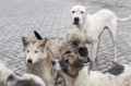 Стая бездомных собак напала на ребенка в Углегорске