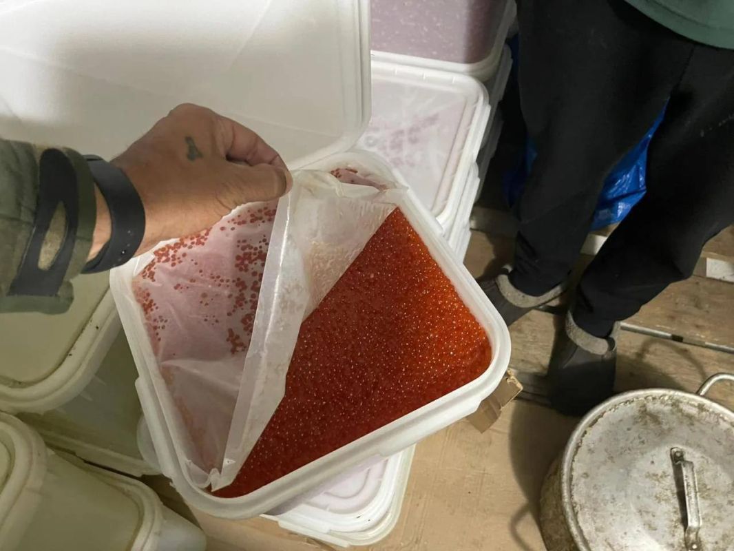 Дело о нелегальном икорном цехе передают в суд на Сахалине Дело о нелегальном икорном цехе передают в суд на Сахалине