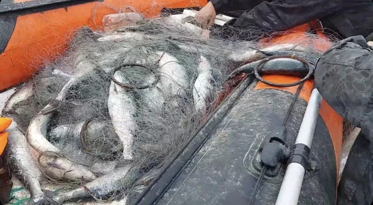 В Долинском районе на Найбе изъяты три ставные сети, в которых инспекторы рыбоохраны насчитали 241 экземпляр горбуши В Долинском районе на Найбе изъяты три ставные сети, в которых инспекторы рыбоохраны насчитали 241 экземпляр горбуши