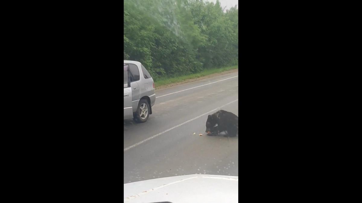 В Ногликском районе спасли двух медвежат-подростков — самку и самца В Ногликском районе спасли двух медвежат-подростков — самку и самца