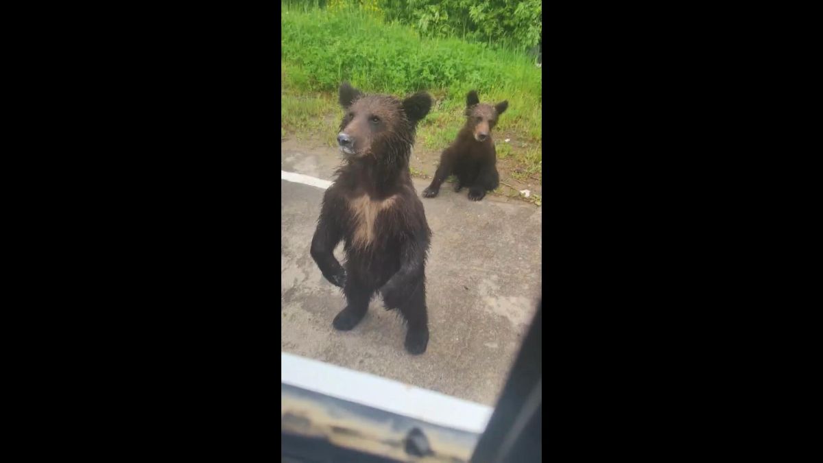 В Ногликском районе спасли двух медвежат-подростков — самку и самца В Ногликском районе спасли двух медвежат-подростков — самку и самца
