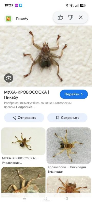 Необычных и довольно неприятных насекомых заметили жители Поронайска прямо в своих домах Необычных и довольно неприятных насекомых заметили жители Поронайска прямо в своих домах