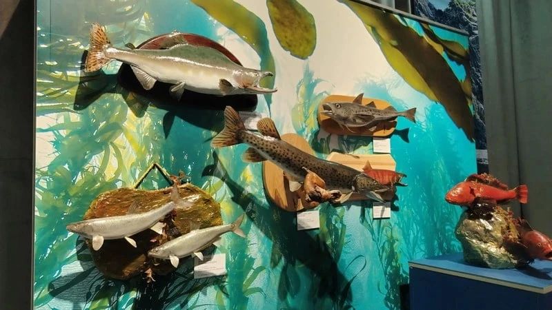 В Южно-Сахалинске показали «Рыбье дело» от Чехова до наших дней В Южно-Сахалинске показали «Рыбье дело» от Чехова до наших дней