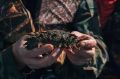 Программа подготовки биотехнологов для морской аквакультуры в СахГУ продолжает набор