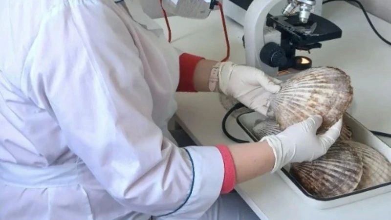 На Сахалине впервые морской гребешок включили в список ветеринарно-санитарных экспертиз