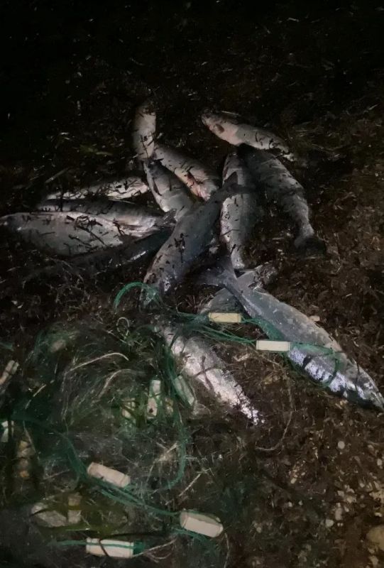 Штрафов на полмиллиона рублей выписали за неделю рыбинспекторы на территории области Штрафов на полмиллиона рублей выписали за неделю рыбинспекторы на территории области