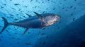 У берегов Сахалина все чаще ловят тунца — в 2026 году впервые установили промышленные квоты