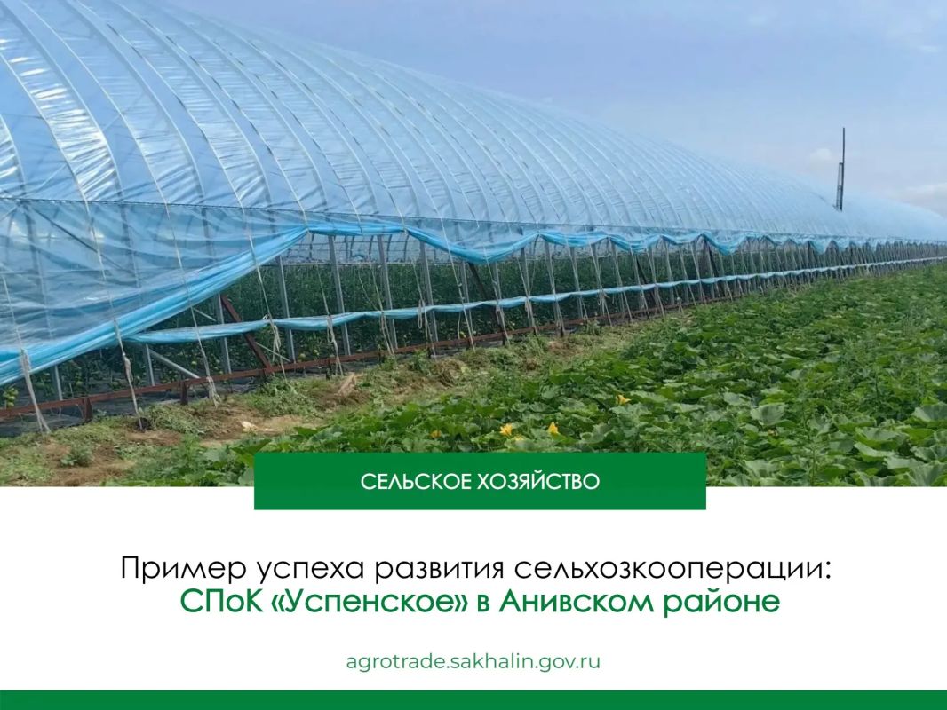 Ярким подтверждением эффективности кооперативной модели служит опыт СПоК «Успенское» в Анивском районе