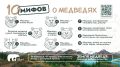 10 мифов о медведях, в которые пора перестать верить