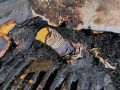 На пожаре в Охе погиб мужчина