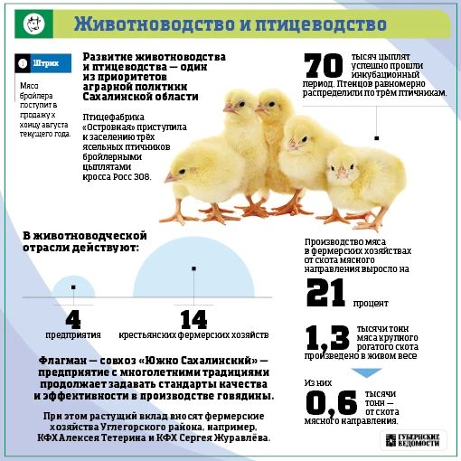 Сахалин кормит себя. Несмотря на сложный климат, аграрии региона выращивают всё больше своих продуктов Сахалин кормит себя. Несмотря на сложный климат, аграрии региона выращивают всё больше своих продуктов