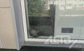 "Отчаянно бьётся в окно": голубь оказался в заточении после закрытия супермаркета в Южно-Сахалинске