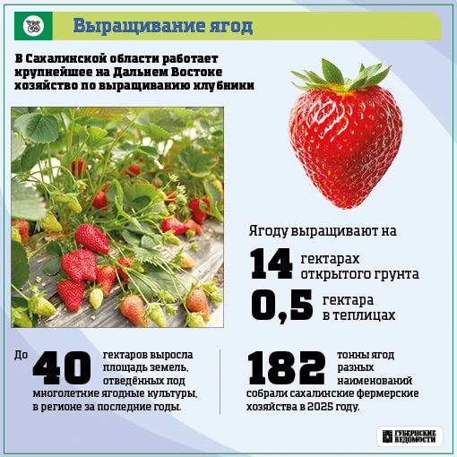 Сахалин кормит себя. Несмотря на сложный климат, аграрии региона выращивают всё больше своих продуктов Сахалин кормит себя. Несмотря на сложный климат, аграрии региона выращивают всё больше своих продуктов