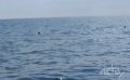 Охоту стаи тунцов наблюдали сахалинцы в Татарском проливе