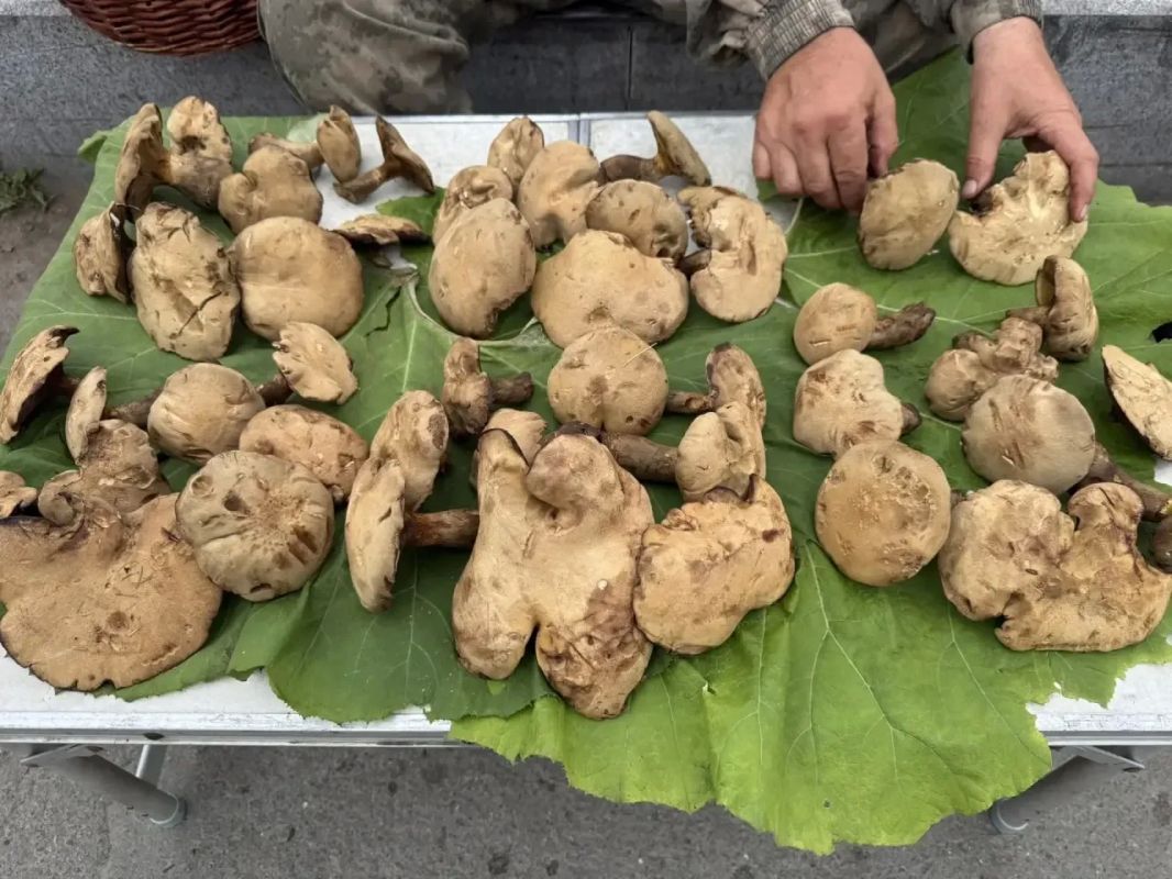 В преддверии ливней и последующим «грибным бумом» напоминаем, как вести себя на «тихой охоте» В преддверии ливней и последующим «грибным бумом» напоминаем, как вести себя на «тихой охоте»