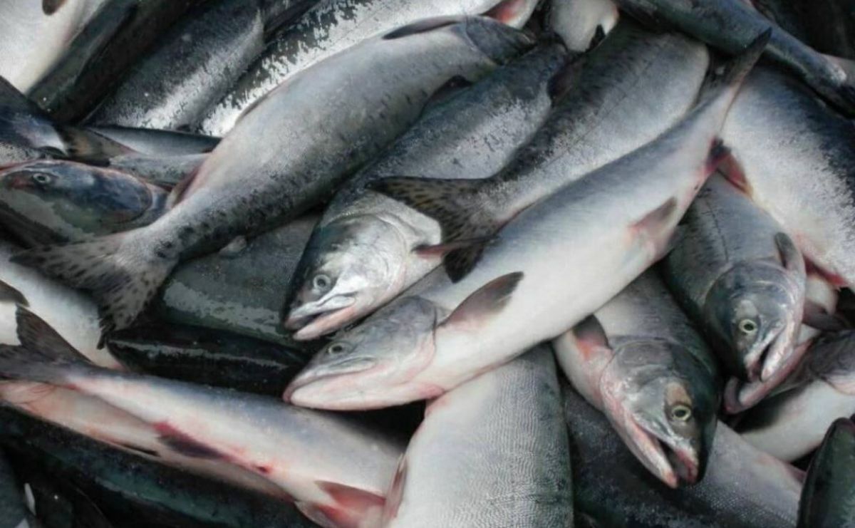 В правительстве Сахалинской области напомнили про продажу горбуши по 150 рублей за килограмм