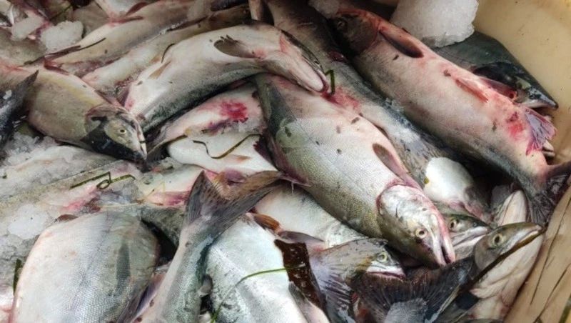 Камбала за 102 рубля и горбуша за 150: где на Сахалине купить рыбу по социальным ценам 6 августа