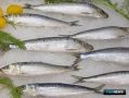 Иваси сторонится прикурильских вод
