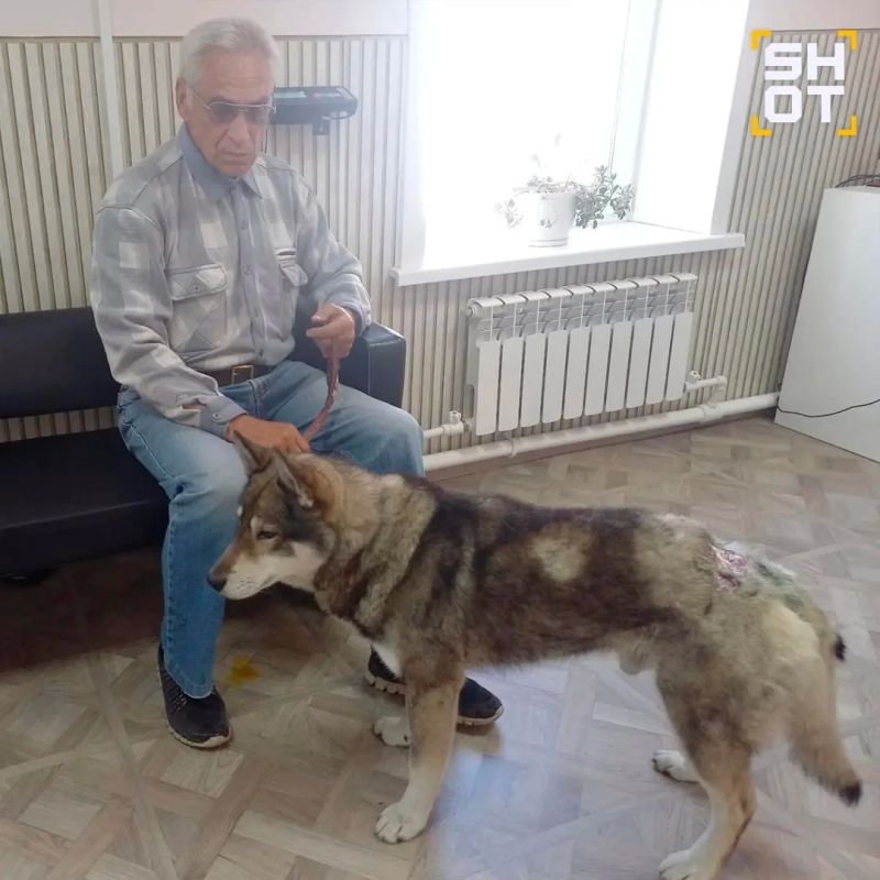 Храбрый пёс спас хозяина от медведя на Сахалине Храбрый пёс спас хозяина от медведя на Сахалине