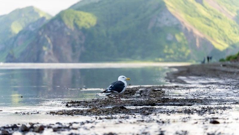 Сахалин ждет летнее тепло, а Курилы готовятся к удару тропической непогоды