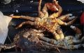 � ��������� ������� ����� ����������� �� ���������� ����� 774 ��������� � ��� ������