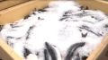 Жители Сахалинской области могут приобрести рыбу по социальным ценам