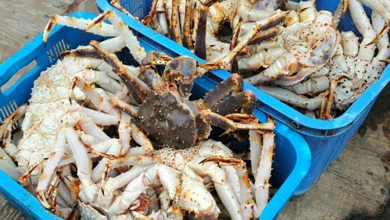 В текущем году на Курилах увеличили лимиты лова трески и терпуга, на Сахалине — краба