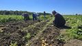 Молодой картофель появился на прилавках юга Сахалина