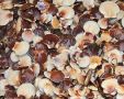 В России расширяют географию выращивания ценных морепродуктов и водорослей