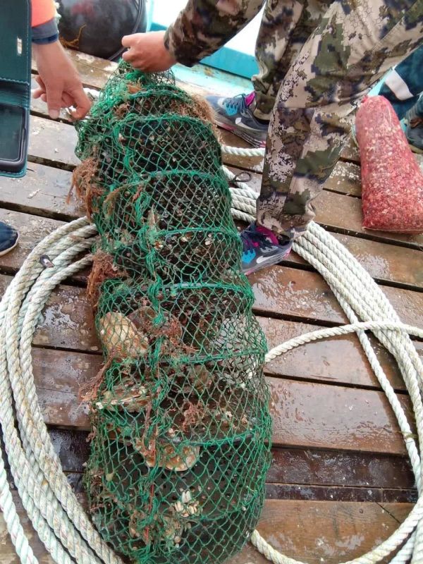 В России расширяют географию выращивания ценных морепродуктов и водорослей В России расширяют географию выращивания ценных морепродуктов и водорослей