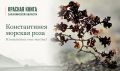 ������� ����� ����������� �������: ������������ ������� ���� (Constantinea rosa-marina)