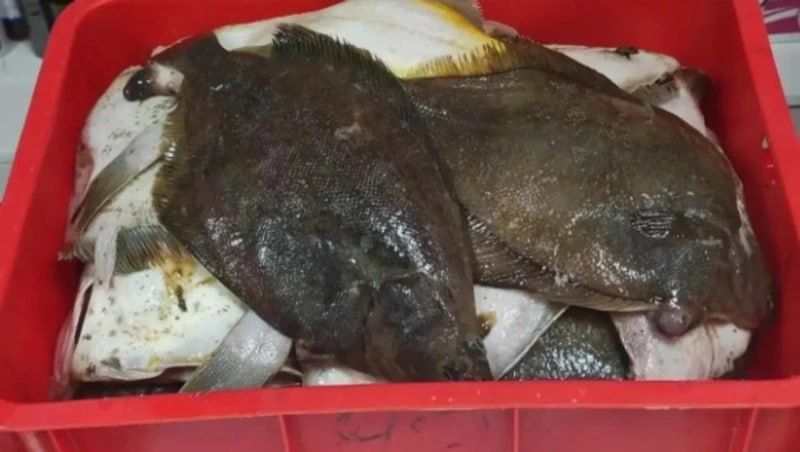 В Южно-Сахалинске развернули торговлю свежей камбалой по социальной цене 19 августа