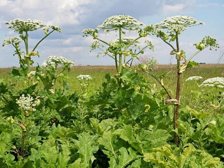 Министерство экологии и устойчивого развития Сахалинской области утвердило перечень опасных видов инвазивных (чужеродных) растений