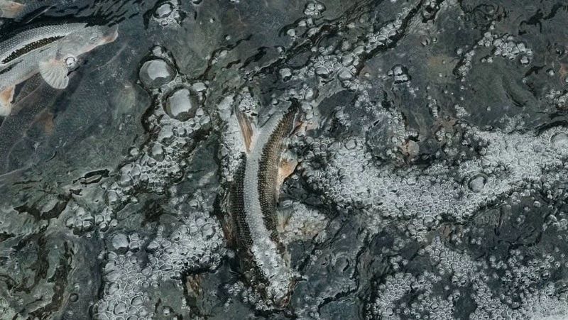 В Макаровском и Долинском районах разрешили установить рыбоучетные заграждения