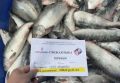 Свежая рыба на Сахалине: горбуша за 150 рублей, минтай за 78 и бесплатная раздача!