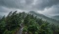 Сильный дождь прогнозируется на территории 13 районов Сахалинской области