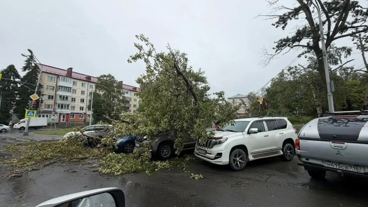 Ещё несколько автомобилей завалило рухнувшими деревьями на улице Хабаровской Ещё несколько автомобилей завалило рухнувшими деревьями на улице Хабаровской